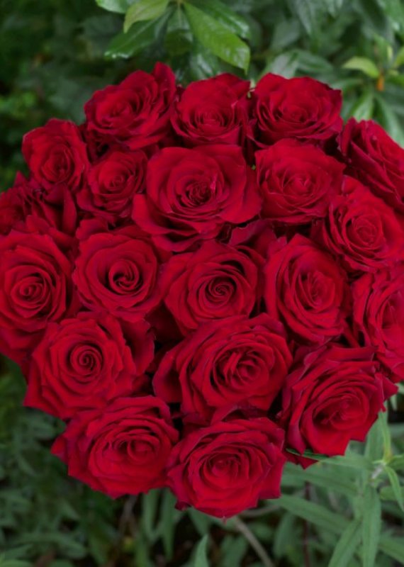 Роза красная Эксплорер 60-70 см