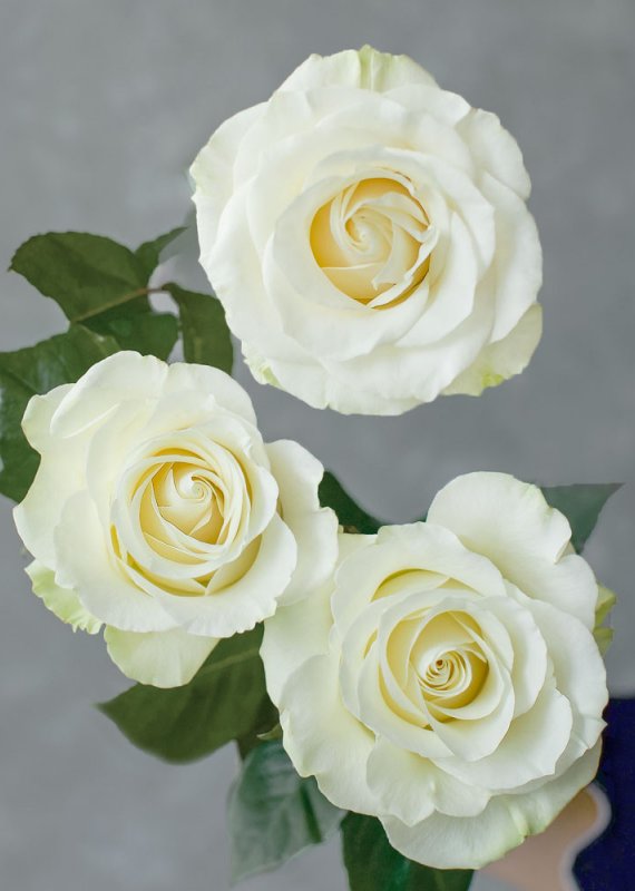 Роза белая Мондиаль 60-70см