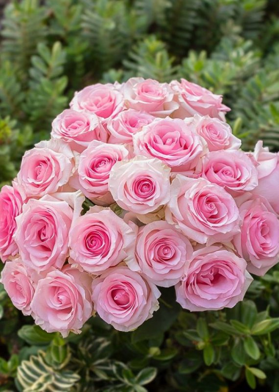 Роза нежно розовая Мандала 60см