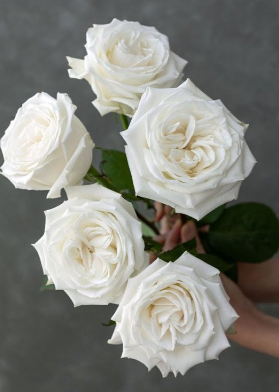 Роза белая Плая Бланка 60-70см