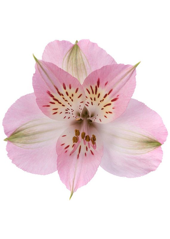 Альстромерия розовая, 70см