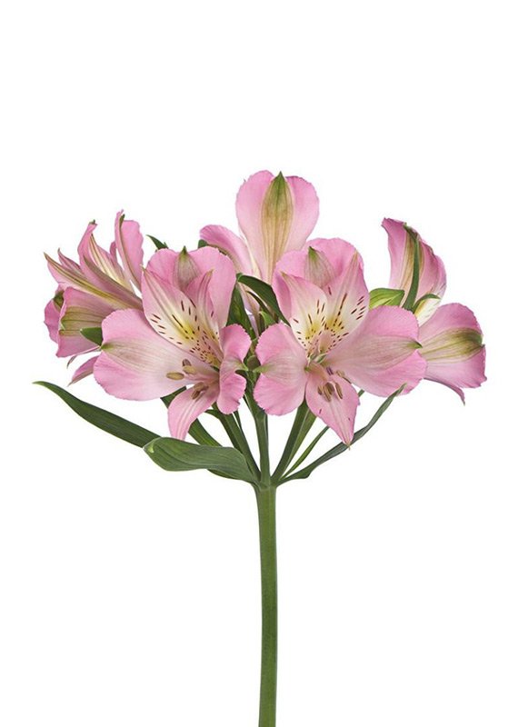 Альстромерия розовая, 70см