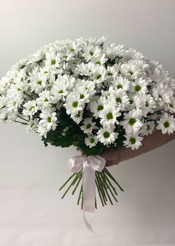 Хризантема кустовая Бакарди