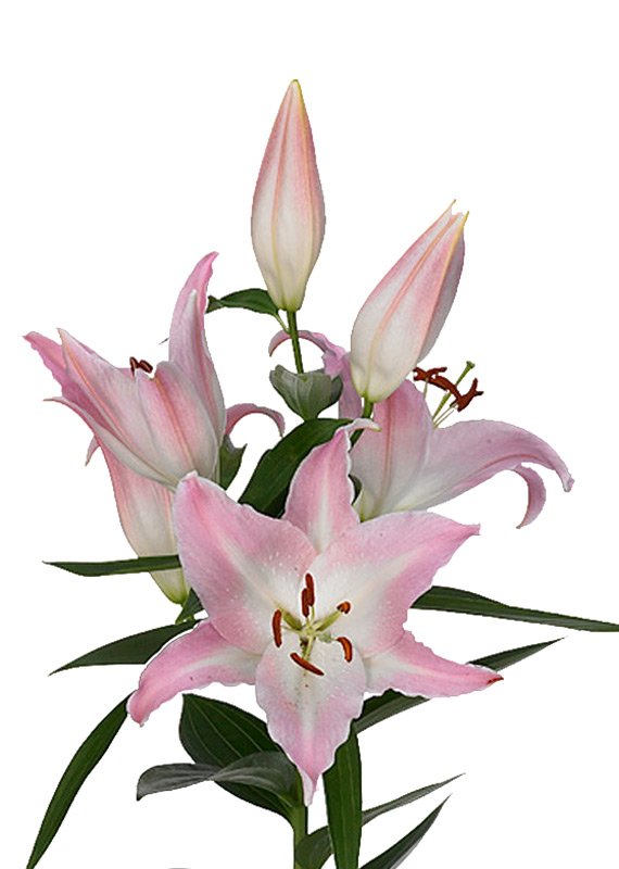 Лилия розовая, сорт Великий Альберт