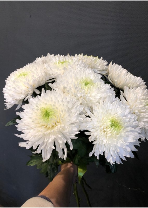 Хризантема одноголовая белая Магнум