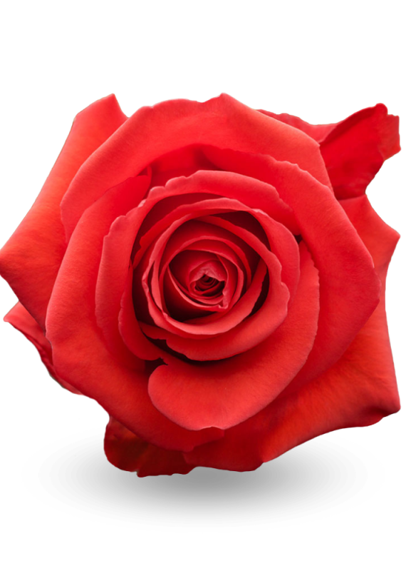 Роза алая Нина 60-70см