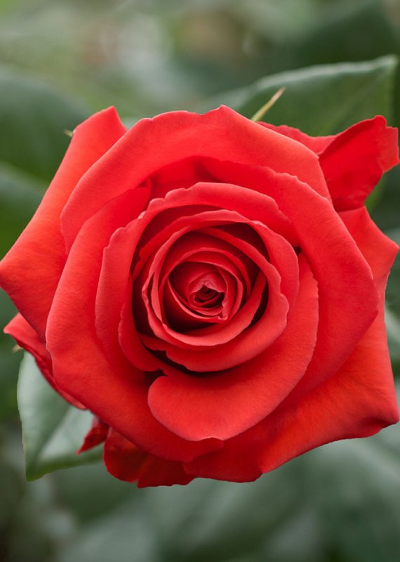 Роза алая Нина 60-70см