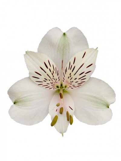 Альстромерия белая, 70см