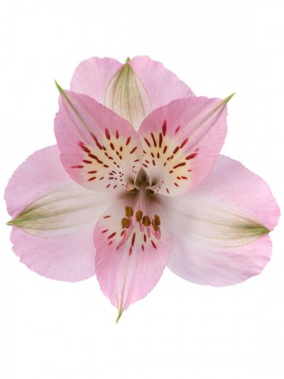 Альстромерия розовая, 70см