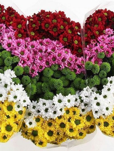 Хризантема кустовые микс