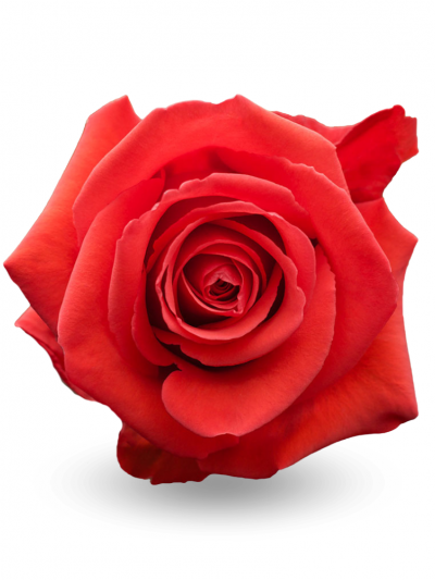 Роза алая Нина 60-70см