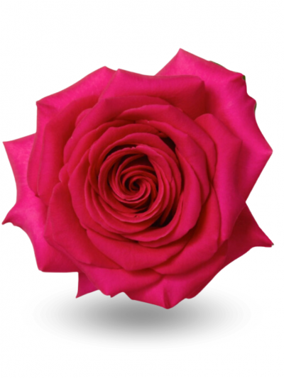 Роза малиновая Пинк Флойд 60-70см