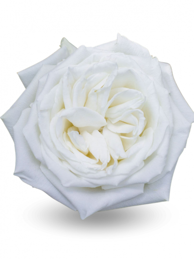 Роза белая Плая Бланка 60-70см