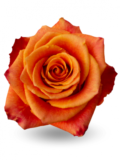 Роза ярко желто-оранжевая Атомик 60-70см